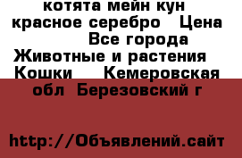 котята мейн кун, красное серебро › Цена ­ 30 - Все города Животные и растения » Кошки   . Кемеровская обл.,Березовский г.